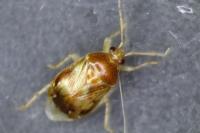Deraeocoris lutescens