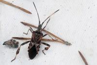 Leptoglossus occidentalis