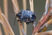 Holcogaster fibulata