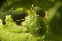 Palomena prasina