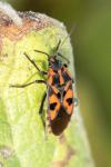 Spilostethus saxatilis