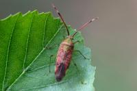 Pantilius tunicatus