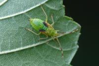 Pantilius tunicatus