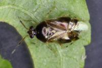 Deraeocoris lutescens