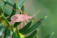 Gonocerus acuteangulatus