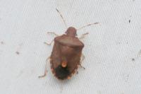 Peribalus strictus