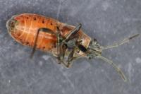Arocatus roeselii