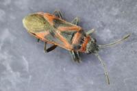 Arocatus roeselii