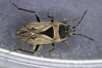 Xanthochilus quadratus