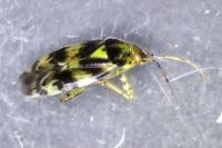 Liocoris tripustulatus