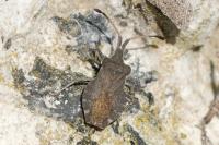 Enoplops scapha