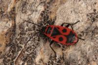 Pyrrhocoris apterus