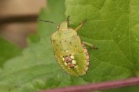 Nezara viridula