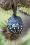 Nezara viridula