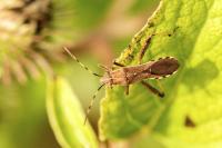 Camptopus lateralis