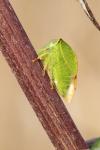 Stictocephala alta