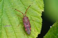 Pantilius tunicatus