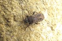 Peritrechus gracilicornis