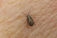 Nysius