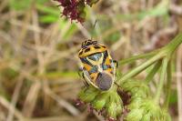 Eurydema ornata