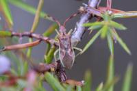 Gonocerus juniperi