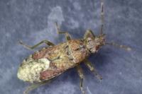Orsillus depressus