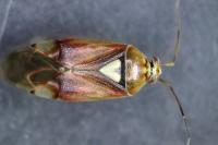 Lygus pratensis