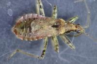 Himacerus mirmicoides