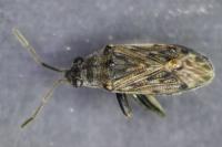 Peritrechus gracilicornis
