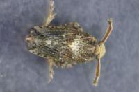 Asiraca clavicornis