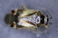 Orthops