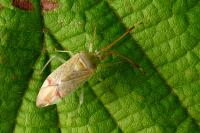 Pantilius tunicatus