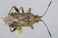 Stictopleurus punctatonervosus