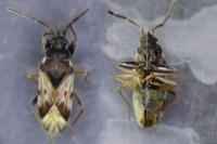 Scolopostethus affinis
