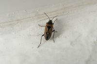 Xanthochilus quadratus