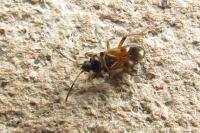 Raglius alboacuminatus