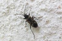 Rhyparochromus vulgaris