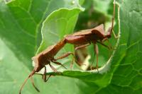 Coreus marginatus