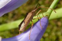 Gonocerus acuteangulatus