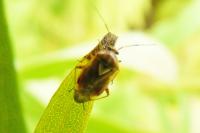 Lygus pratensis