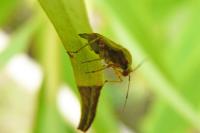 Lygus pratensis