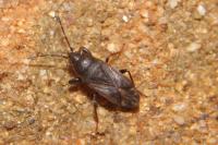 Megalonotus sabulicola