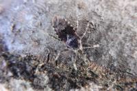 Coranus griseus