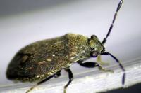 Stygnocoris fuligineus