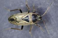 Xanthochilus quadratus