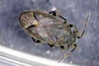 Stygnocoris fuligineus