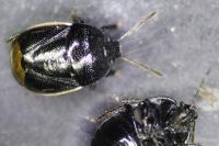 Legnotus limbosus