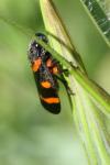 Cercopis intermedia