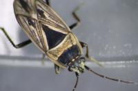 Xanthochilus quadratus