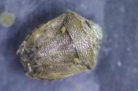 Eysarcoris ventralis